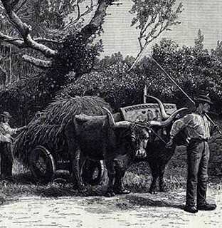 carro_de_bois_fevereiro_2023